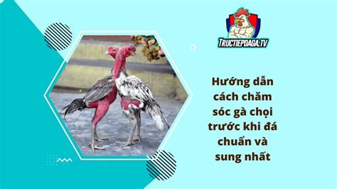 gachoic1 dakpuer|GÀ CHỌI C1 TV .